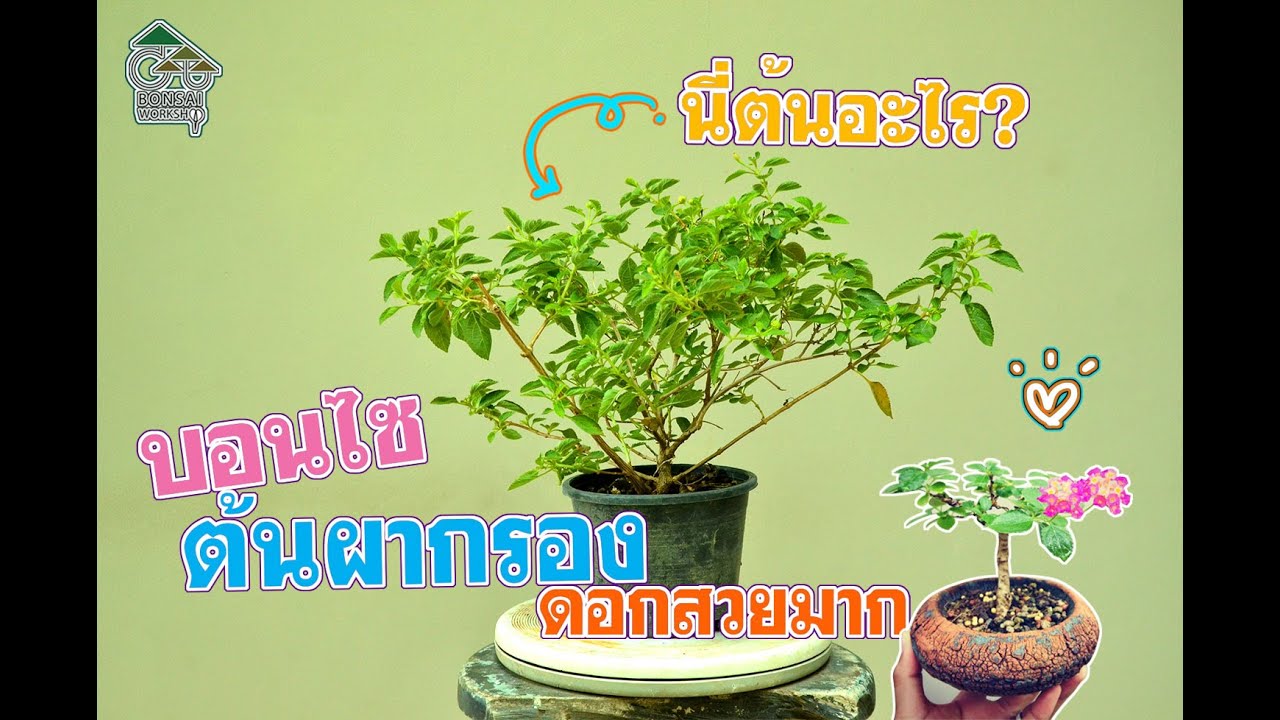 Gu Bonsai Workshop : บอนไซผกากรอง