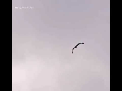 Eagle strength
