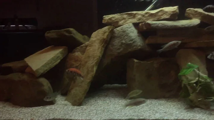 110 gallon Victorian tank update