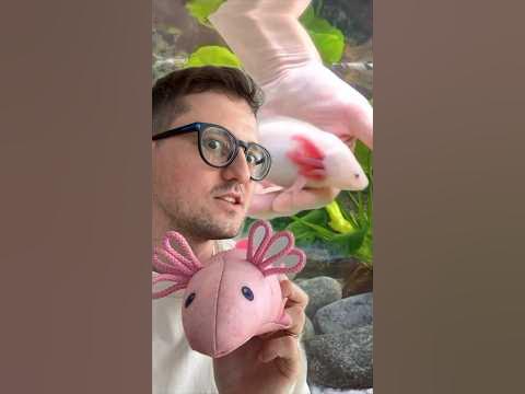 ЭТО АКСОЛОТЛЬ! - YouTube