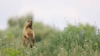 Сурки Нижегородчины #сурок #байбак #marmot #nature