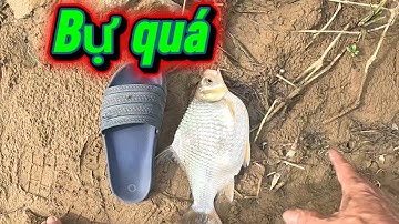 #fishing #câucá  sông đồng Nai bãi câu cá nhiều giựt mỏi tay 