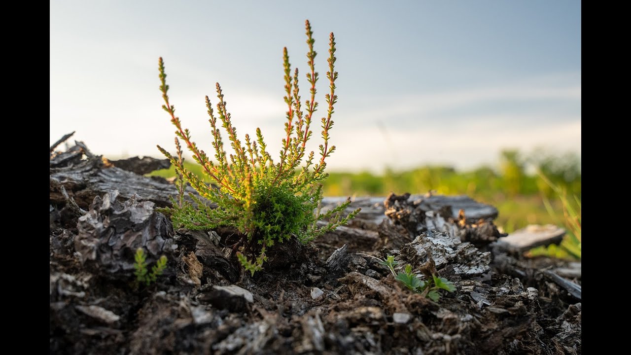 New Forest Heathland Restoration Survey 2025