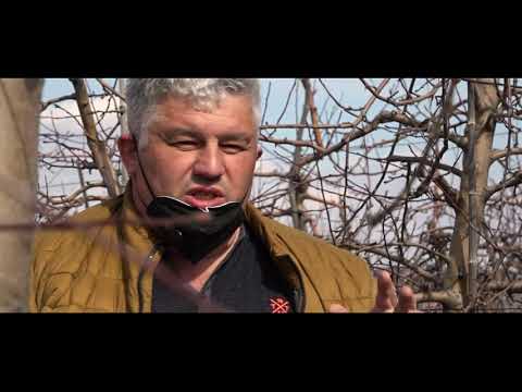 ვიდეო: როგორ სწორად მოვემზადოთ დარგვისთვის და ვაშლისა და მსხლის ხეების დარგვა - 3