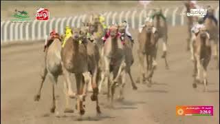 الشوط 10 (صدام) لـ جاسم مرزوق مسعد البلوي 4:42:05 ، مهرجان ولي العهد 2024/8/14 حقايق الطائف