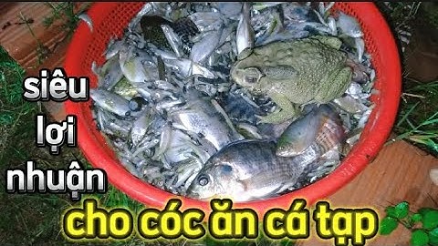 cho cóc ăn cá tạp trong mô hình nuôi cóc thương phẩm giúp tiết kiệm và lợi nhuận cao