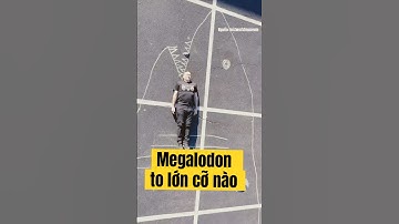 Răng càng to thì megalodon càng to🤣 #hải_đăng_aqua #haidangaqua #megalodon #shark