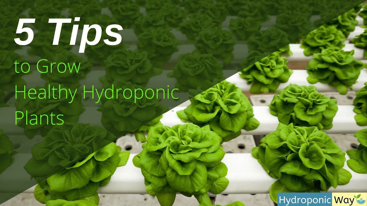5 Tips on How to Grow Healthy Hydroponic Plants | Hydroponic Way