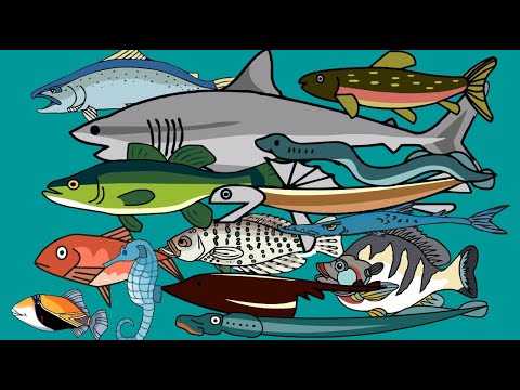 Video: Come fanno i pesci a sangue freddo?