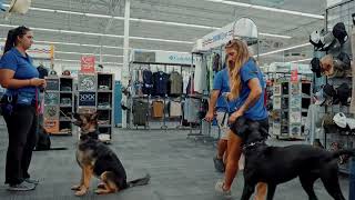 Jacksonville Dog Training Real-World Obedience Training at Academy Sports