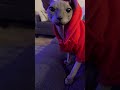 Sphynx Cat рџ Ґ Sphynx Cat рџ Ґ