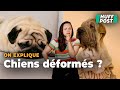 Ces chiens que vous trouvez si mignons mais qui en souffrent toute leur vie