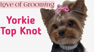 How to tie up a Yorkies TopKnot