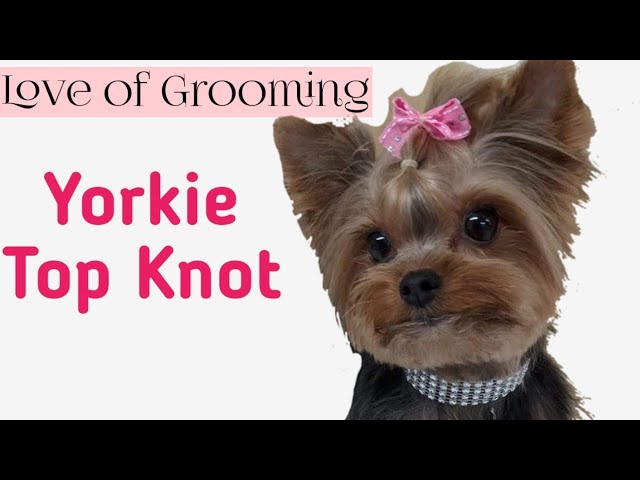 Yorkie Transformation! Grooming Yorkshire Terrier - YouTube
