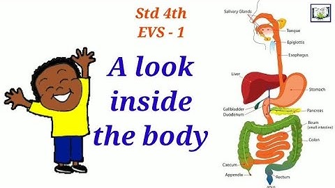 A look inside the body | Std 4th, EVS 1 | Explained in English & Hindi | Learning with Sujata