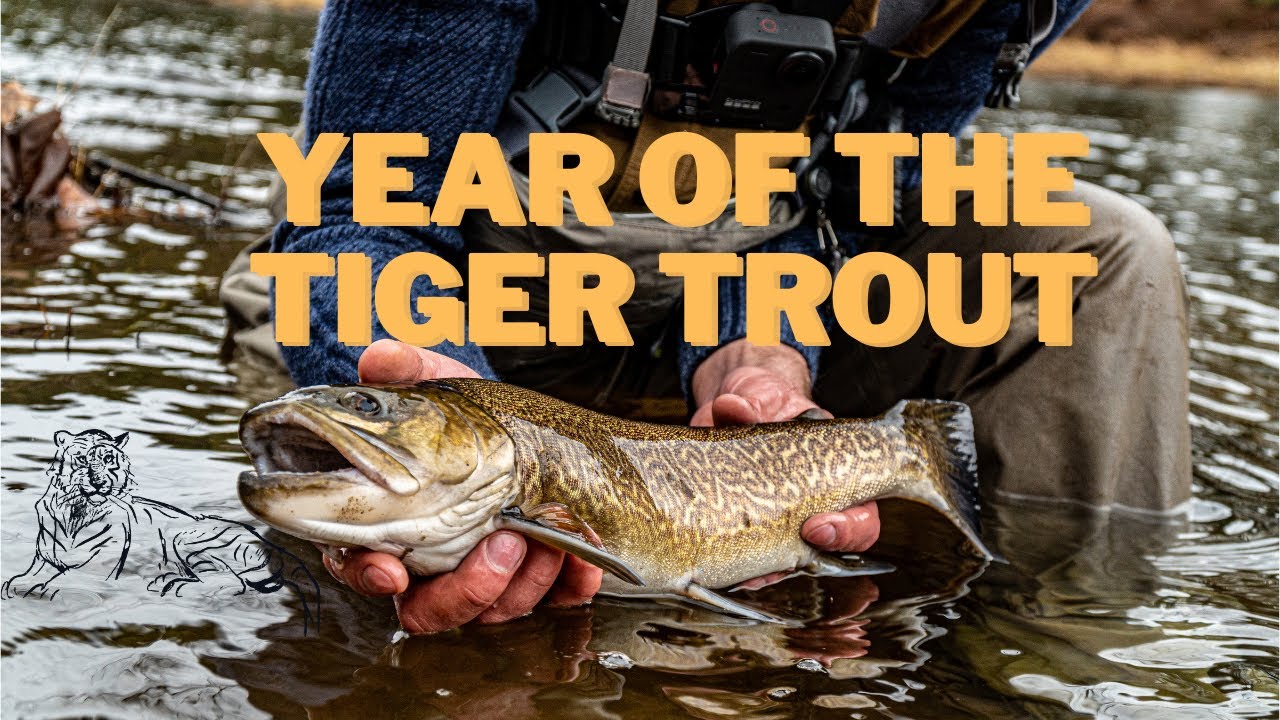 MONSTER TIGER TROUT! YEAR OF THE TIGER🐅. First video of 2022! Amazing  fishing trip to Pennsylvania. 