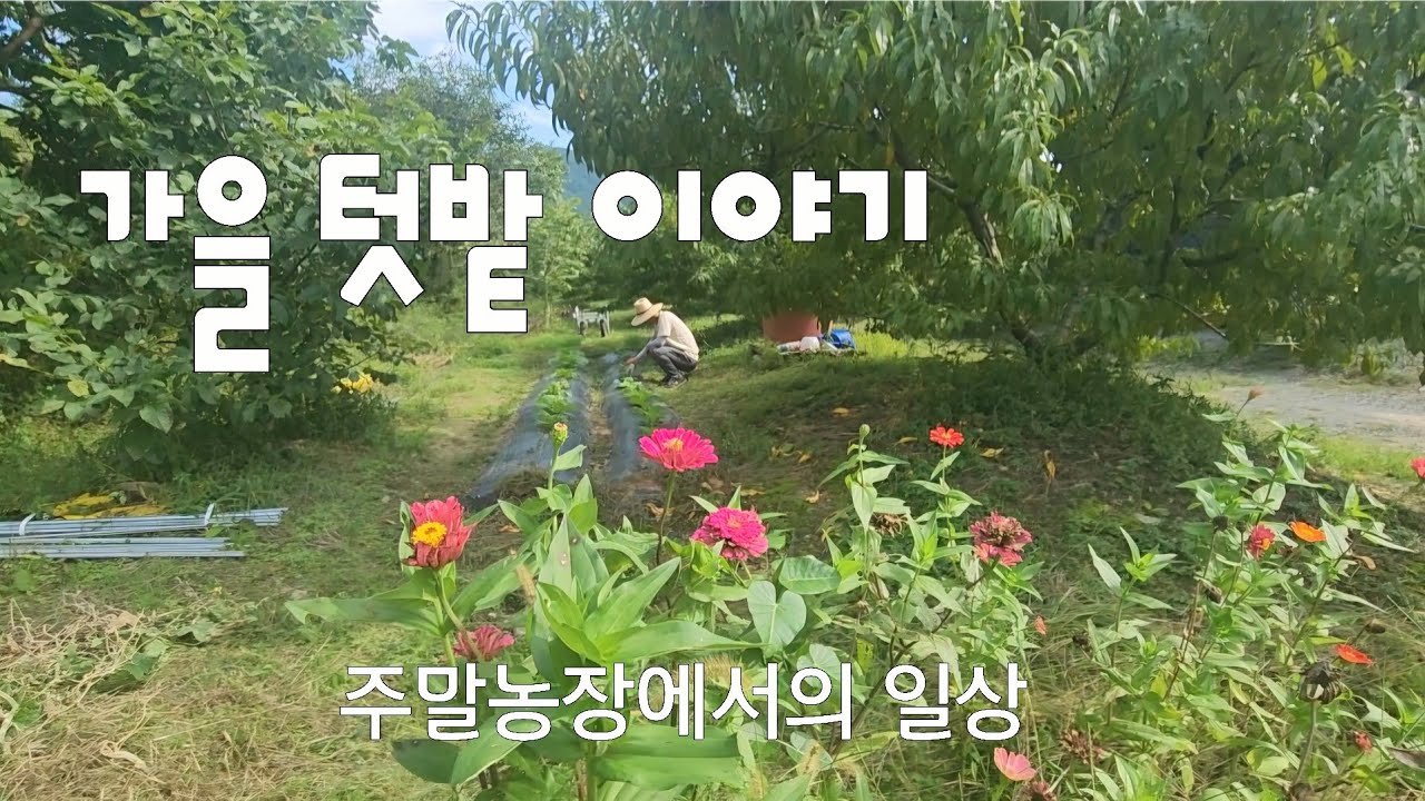 가을텃밭 이야기/ 오도이촌 주말농장 일상