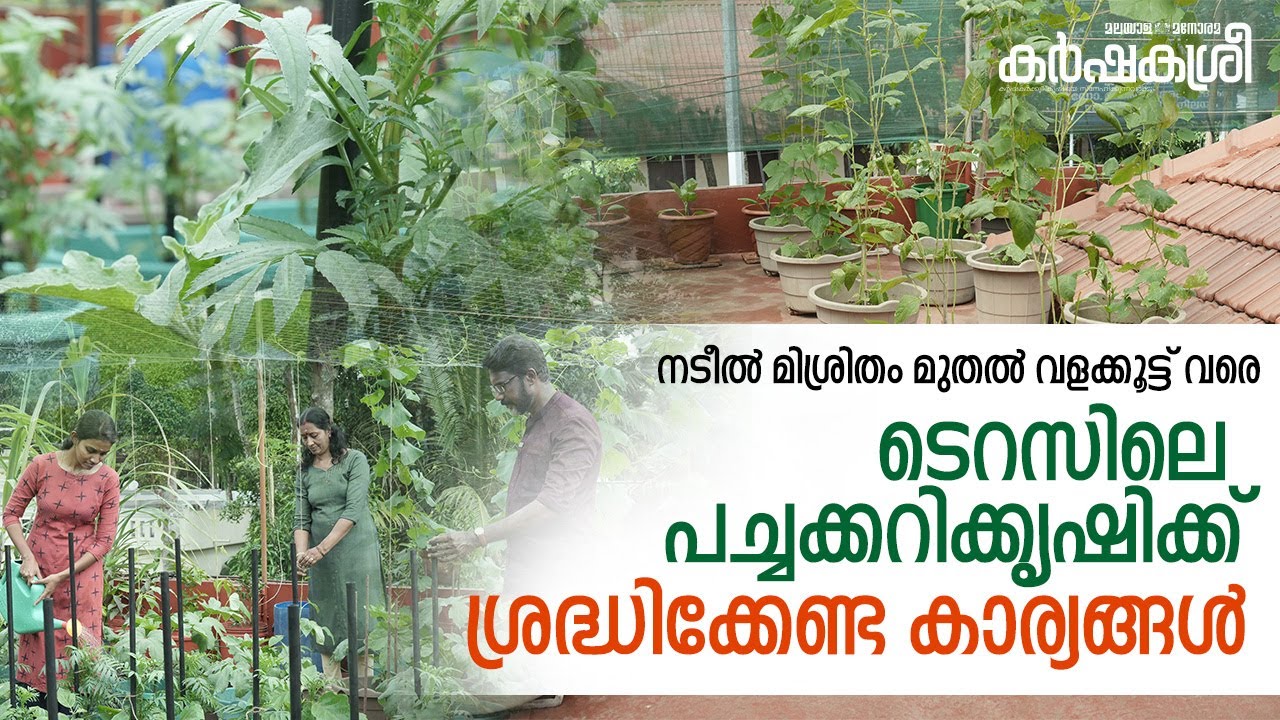 ടെറസിൽ പച്ചക്കറിക്കൃഷി ചെയ്യുമ്പോൾ ശ്രദ്ധിക്കേണ്ട കാര്യങ്ങൾ | Karshakasree | Vegetable Farming