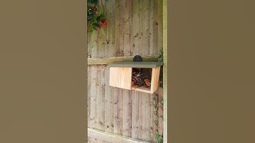 Simon King Wooden Robin Nest Box
