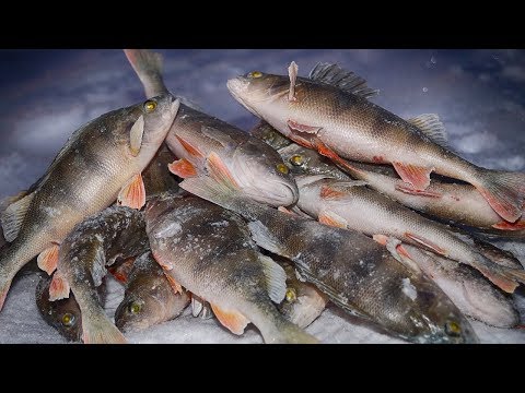 Многогранный гвоздешарик косит окуней! БЕЗМОТЫЛКА ФОРЕВА! Зимняя рыбалка на безмотылку