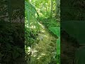 Morning Tropical Bliss 🦜 Gentle River & Bird Sounds #shorts #naturesounds #naturetranquility