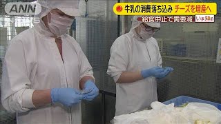 休校などで牛乳の消費減少　チーズやバター増産へ(20/05/20) screenshot 4