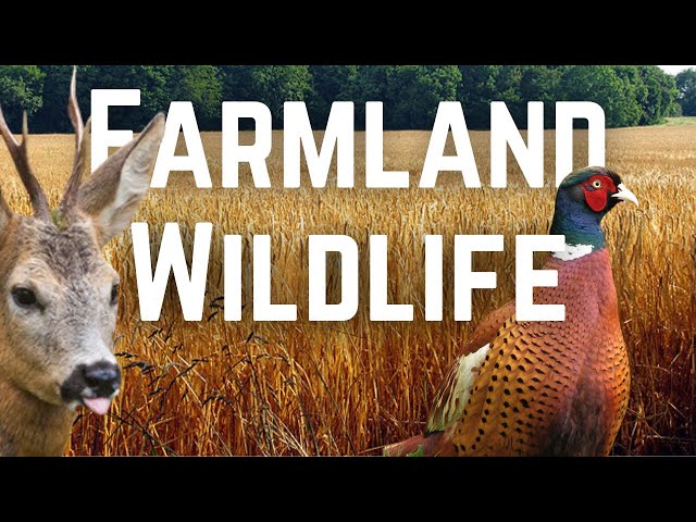 What Wildlife lives in UK Farmland? class=