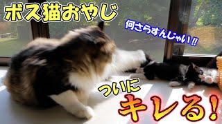 The kittens were scolded by their boss cat daddy. by Pastel Cat World II【セカンドチャンネル】 41,670 views 1 month ago 8 minutes, 21 seconds