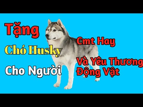 Tặng Chó Husky Xám Trắng Trị Giá 10 Triệu Vì Quá Búc Xúc, Đừng bỏ Cơ Hội Này.