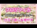 【多肉植物】【多肉丼】プロリフィカを増やします！仕立て直しして、１００均のミニプランターへおまとめします♫