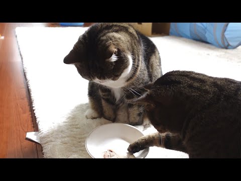 見たことないお肉の形状に引くねこ。-Maru is confused by the shape of the meat he sees for the first time.-