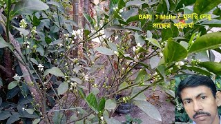 BARI 1 Malta Plant care/ মুসম্বি লেবু গাছের যত্ন