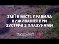 Змії у місті. Правила виживання при зустрічі з плазунами | Змієлов Тарас Гринчишин на ZAXID.NET LIVE