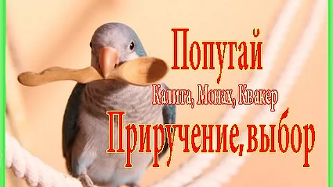 Попугай Калита Монах Квакер выбор, приручение