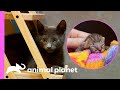 The Cutest Kittens Ever! | Animal Planet