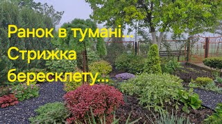 Ранок в тумані.Прогулянка по ділянці.Стрижка бересклету на штамбі.Куплю півонію коралового кольору.