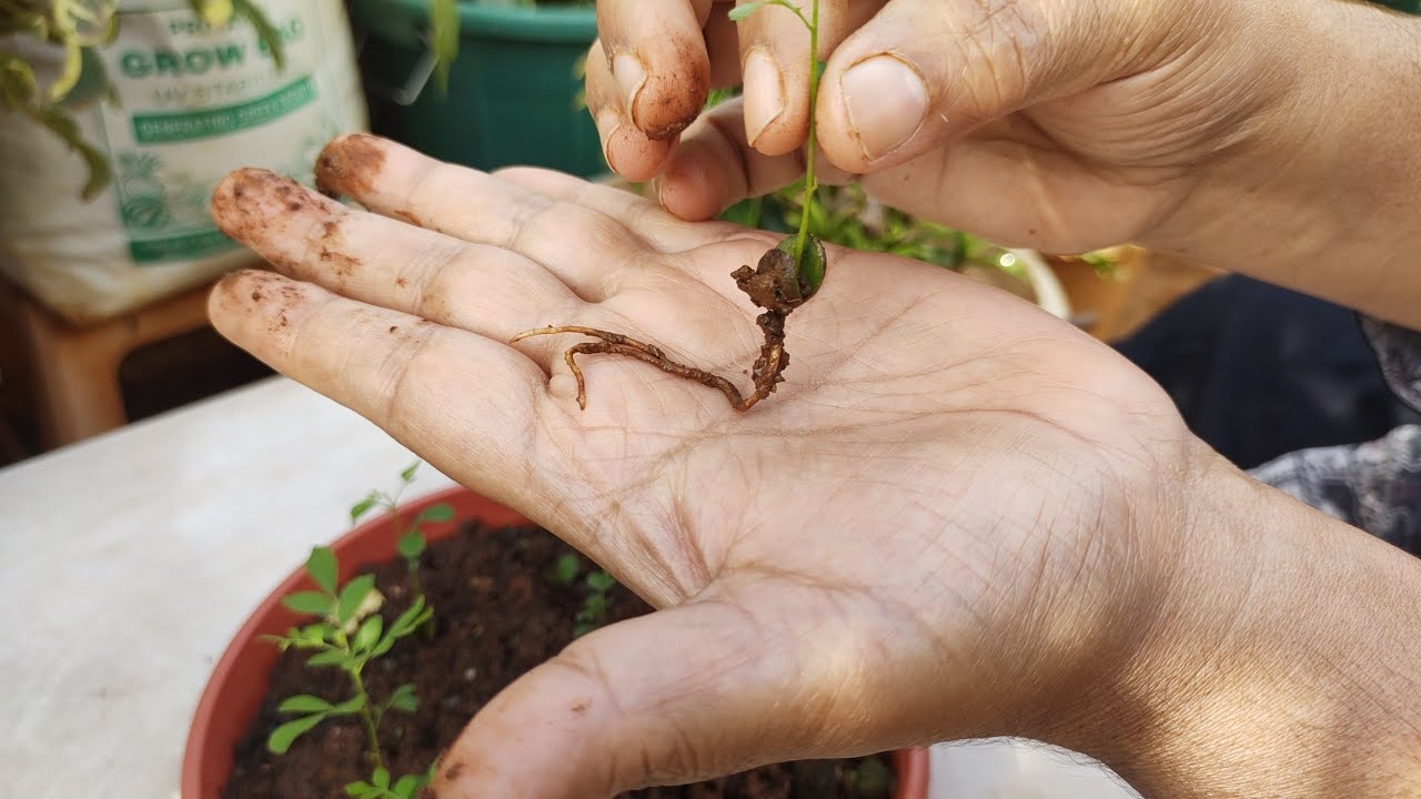 How to grow curry leaves plantFull update on growth from seeds to