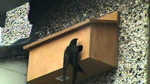 Swifts inspecting a nest box