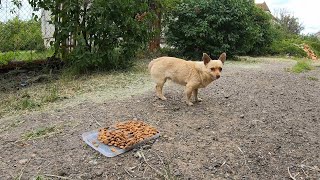 Terrified Stray Dog is Shy to Eat when Someone Watching