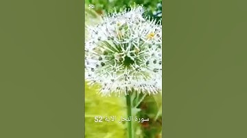 قرآن الكريم سورة النحل الآية 52The Holy Quran, Surah An-Nahl, Verse 52 #قران_كريم #انقذوا_غزة