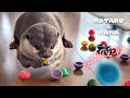 カワウソが超夢中になる謎のおもちゃを大量にあげた結果　Otter Thrilled by Lots of Jumping Poppers