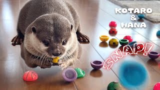 カワウソが超夢中になる謎のおもちゃを大量にあげた結果 Otter Thrilled by Lots of Jumping Poppers