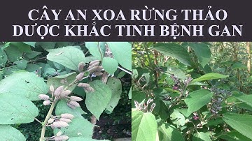 CÂY AN XOA RỪNG THẢO DƯỢC KHẮC TINH BỆNH GAN