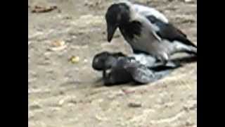 ПТИЧКУ ЖАЛКО!!! САДИЗМ! Animal planet. В мире животных. ПТИЧКУ ЖАЛКО!!! САДИЗМ! Animal planet. В мире животных.