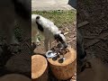 銀食器で水を飲む高貴なボルゾイ #犬のいる暮らし