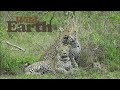 Leopard Family Portrait