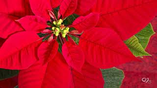 *** - We wait for the holidays  - Music  SERGEY CHEKALIN  - ***( Poinsettia )