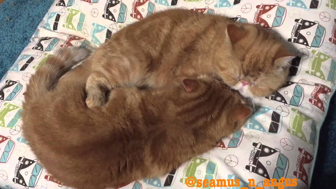 video editing software free Seamus and Angus : Bath Time Bromance