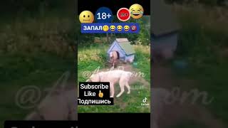 коплон пёс 🐕 🤯