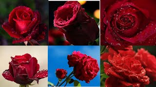 Beautiful red roses wallpapers images! Beautiful rose flowers with Relaxing music! Rose wallpapers! screenshot 2